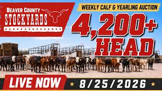 8/25/26 - Calf & Yearling Auction - Beaver County Stockyards