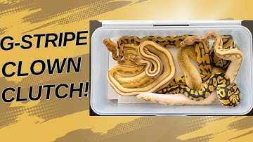 G-Stripe Clown Clutch Update