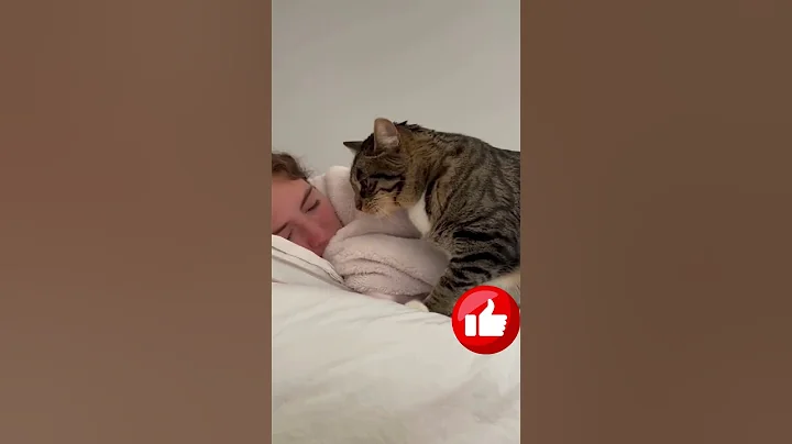 Video 10794331: cute cat kitten grooming, cat kitten kitty cute, cat dog kitty kitten, cat kitten kitty funny, cat black funny kitten, best funny cat kitten, cat cute pets, funniest cats