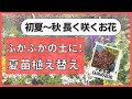 《今年は早めに夏苗植え替え！》購入品でご紹介したPW苗を中心に植え替え／苗の配置について／土が大切！ふかふかの土づくり／根腐れ防止対策／水やり忘れたらアウトです。。