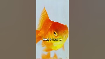 Goldfish Have Amazing Memory 🐠 | #mythbusted #animalintelligence #goldfishfacts