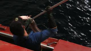Longline fishing aboard the longliner Loran
