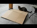 Savannah cats having fun with box
