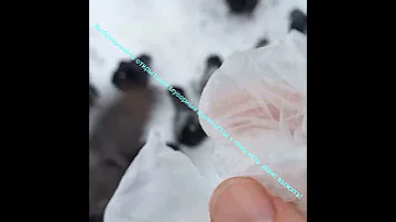 😣Бедные животные тоже страдают!Голуби умирают,так-как народ почти не выбрасывает излишки продуктов!