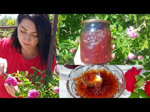 Video: Հիբրիդ թեյի վարդ Մոնիկա