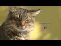 SEADNA OMEGA 3 FOR DOGS &amp; CATS