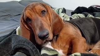 Big Sleepy Pup by ClydeBasset 1,994 views 2 months ago 1 minute, 33 seconds