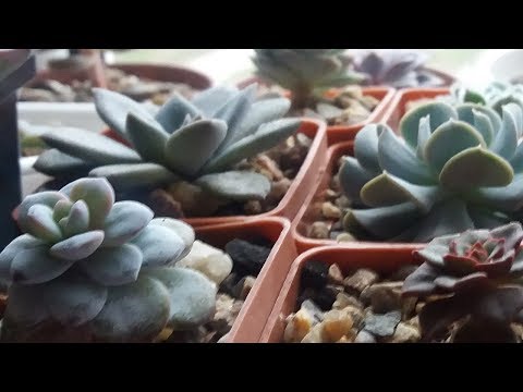 Суккуленты, Эхеверия  (Echeveria) после зимовки.