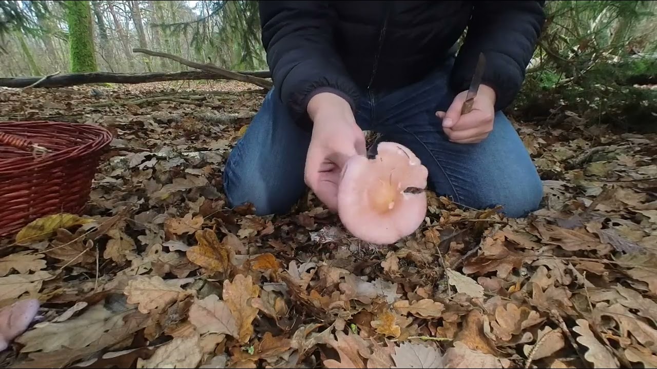 Pied bleu Lepista nuda tricholome nu Tricholoma nudum Rhodopaxillus nudus Forêt de Sénart VR180 2/2