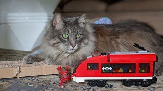 Lego trains and a Kitty