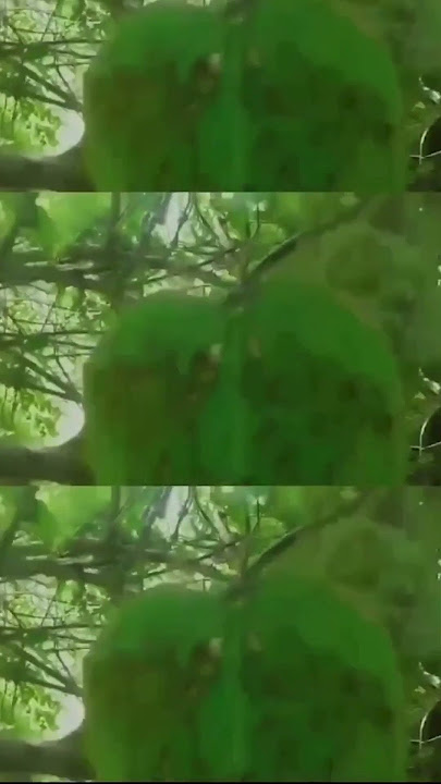 Chaganti garu hanuman beera leaf #chaganti #hanuman #leaf #beera #shorts #motivation