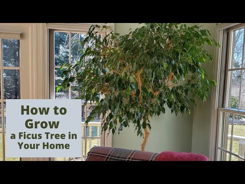 Video: Hoe Zorg Je Voor Ficus Thuis?