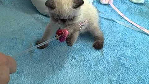 Video 747271: exotic male kitten, haired kitten