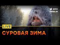 ХОЛОДА не щадят НИКОГО! Россияне ЗАМЕРЗАЮТ | Прямой эфир ICTV