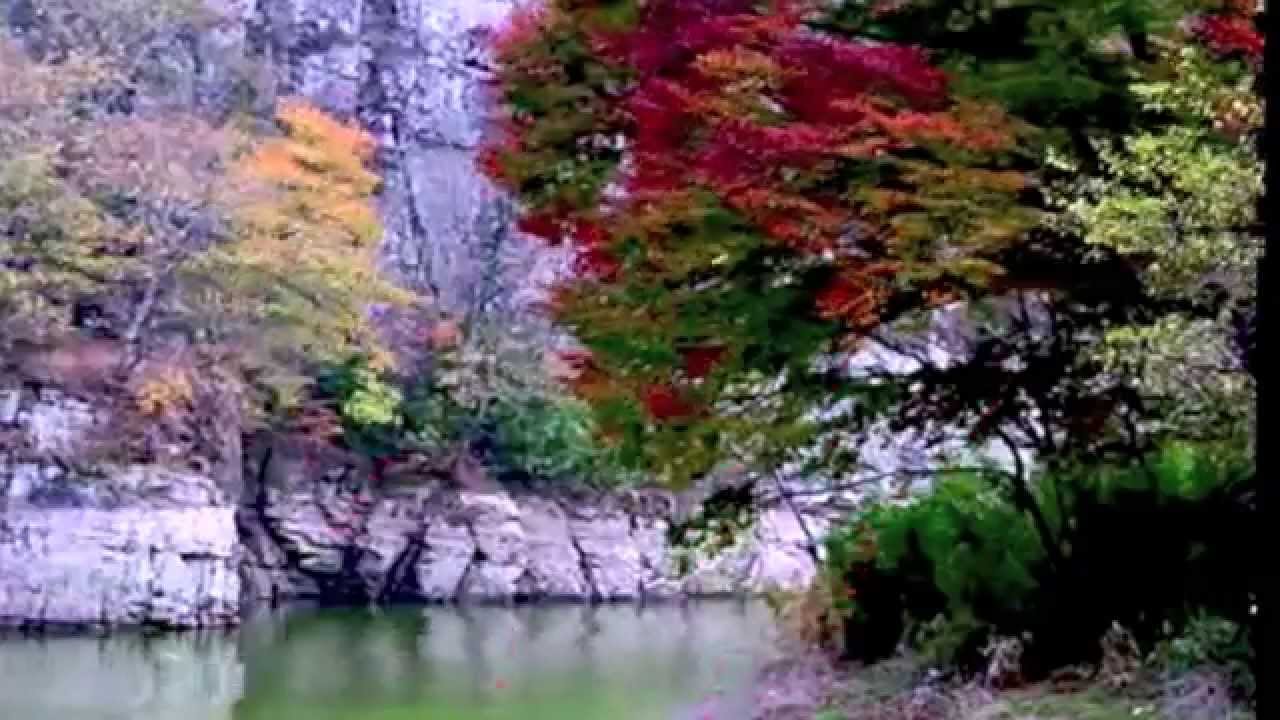 Листопад, осенние листья летят. Золотая пора листопада [ Светлана ...