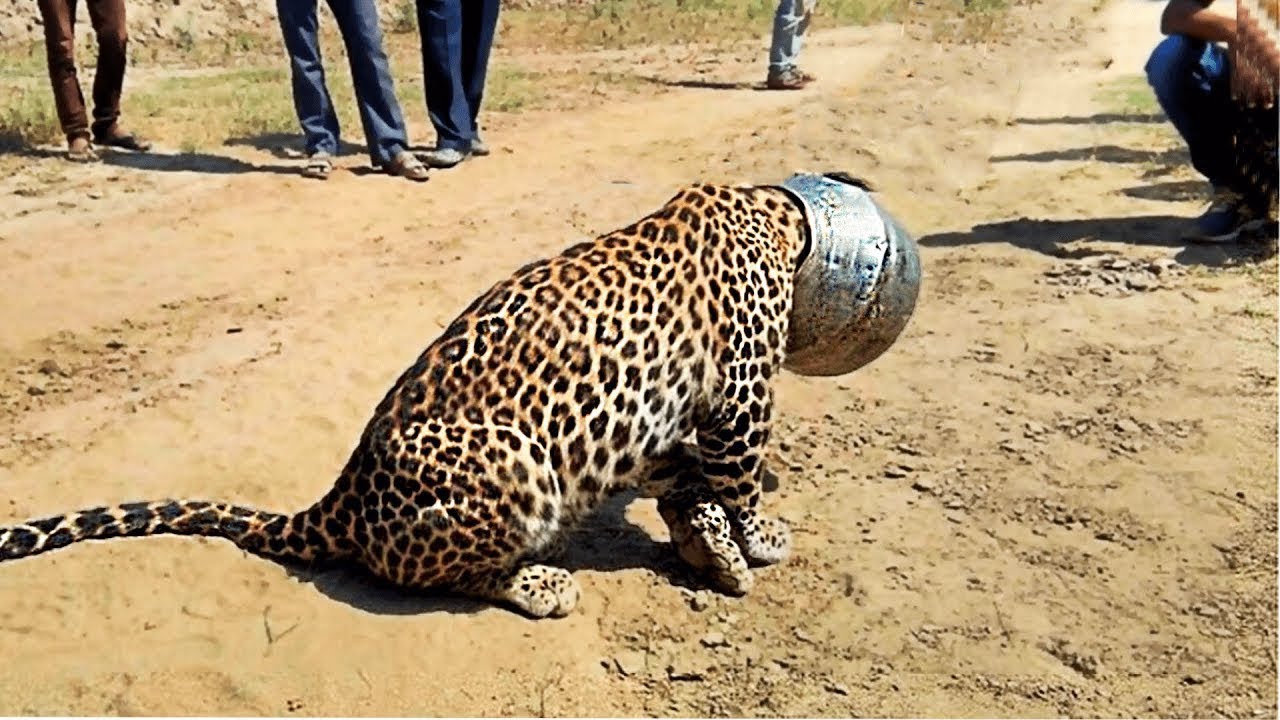 Какое животное попросил. Леопарды в Индии на дороге фото.
