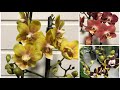 Посылки с Новыми Орхидеями | Phal. Horizon | Phal. Yellow Chocolate | Phal. Plug - воск мультифлора