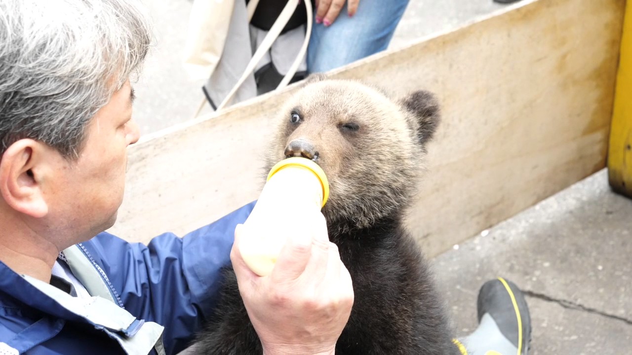 かわいすぎ 昭和新山熊牧場のやんちゃな赤ちゃん子熊 北海道壮瞥町 Youtube