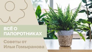 Папоротники | Советы от Ильи Гомыранова