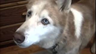 Funny Dog  Siberian Husky Does Some Talking
