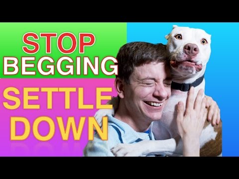 Video: How To Wean A Dog From Begging