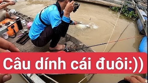 Chuyến câu thú vị câu cá tra dính duôi, dính tôm càng xanh cồn Mỹ Hoà Hưng