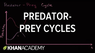 Predator prey cycle | Ecology | Khan Academy
