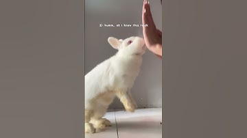 Teaching my bunny how to high-five🖐🏻