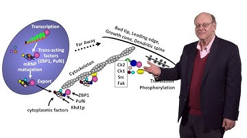 Robert Singer (Einstein) 3: Imaging Translation and Degradation of Single mRNAs in Living Cells