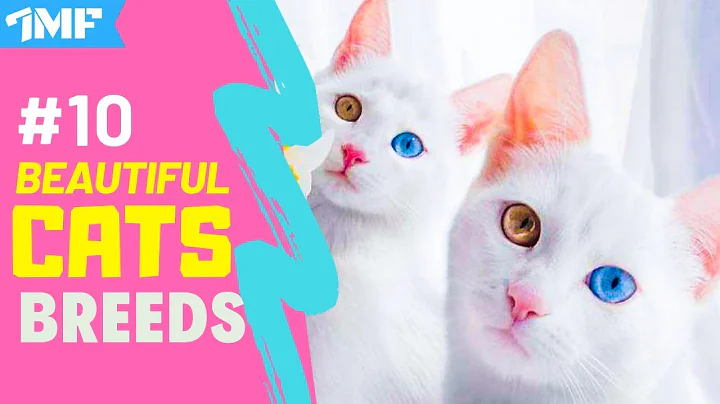 Video 10583941: persian siamese cat, beautiful siamese cat, siamese cat enjoying, beautiful cat breeds