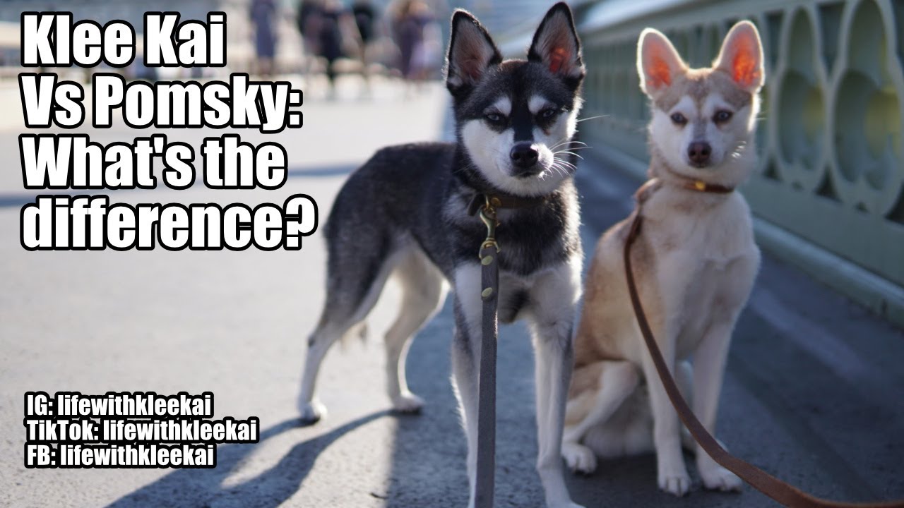 Pomsky Vs Mini Husky  : A detailed comparison