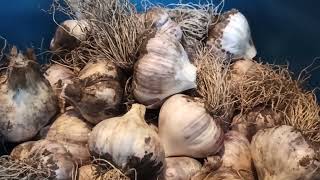 видео: Осенние посадки  картинка: Осенние посадки