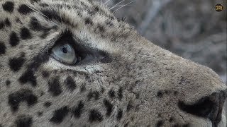 safariLIVE Sunrise Safari 9, November 2019