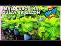 Malulusog na CHINESE CABBAGE sa GALON / Gulay na madaling itanim sa ating bakuran