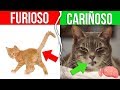 10 Formas De Entender Lo Que DICE TU GATO