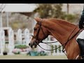 Dandelions ~ Equestrian Music Video