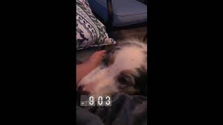 Australian Shepherd compilation by Davishire Australian Shepherds 308 views 5 years ago 4 minutes, 40 seconds