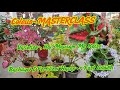 Coleus MASTERCLASS | Varieties, Har Mausam Me Kaise Bachaye &amp; Fertilizer Hacks + Fast Growth 