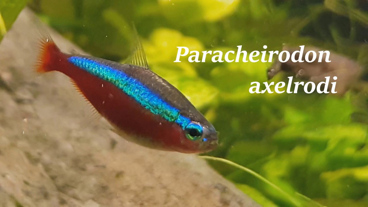cardinal tetra care guide