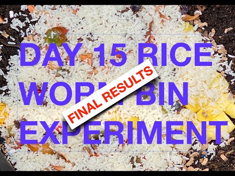 Rice Experiment Results Mango Seed Update + Worm Time Lapse🪱Outdoor WormBin Feeding 25 Vermicompost