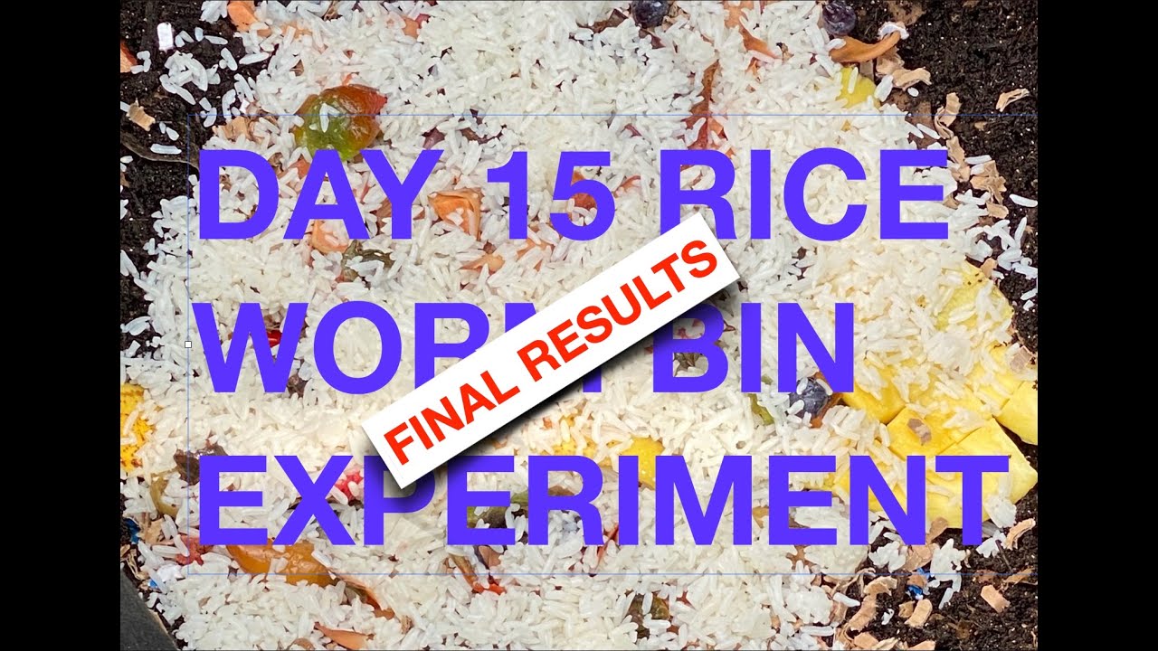 Rice Experiment Results Mango Seed Update + Worm Time Lapse🪱Outdoor WormBin Feeding 25 Vermicompost