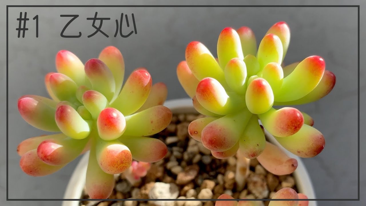 1 多肉植物 成長記録 乙女心 Youtube