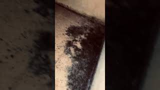 Moldy Supply Plenum Found During Ductwork Inspection in Loxahatchee