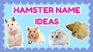 40 Fun Hamster Name Ideas! 🐹 40 Hamster Name Ideas