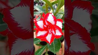 Beautiful Floral #Beautiful #Gardenflowers #Shorts #Foryou #Viral #Video #Youtubeshorts