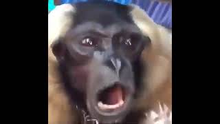monkey bruh x100 for 10 hours