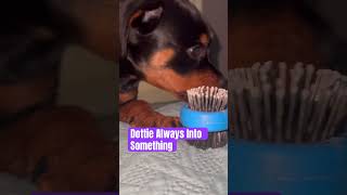 Rottweilers chew anything 🤣🤣🤣 #dottietherottie #rottweiler #puppy