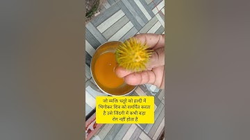 धतूरे को हल्दी मे भिगोकर करें यह उपाय जिंदगी में कभी बड़ी बीमारी नहीं होगी #youtubeshorts #shorts