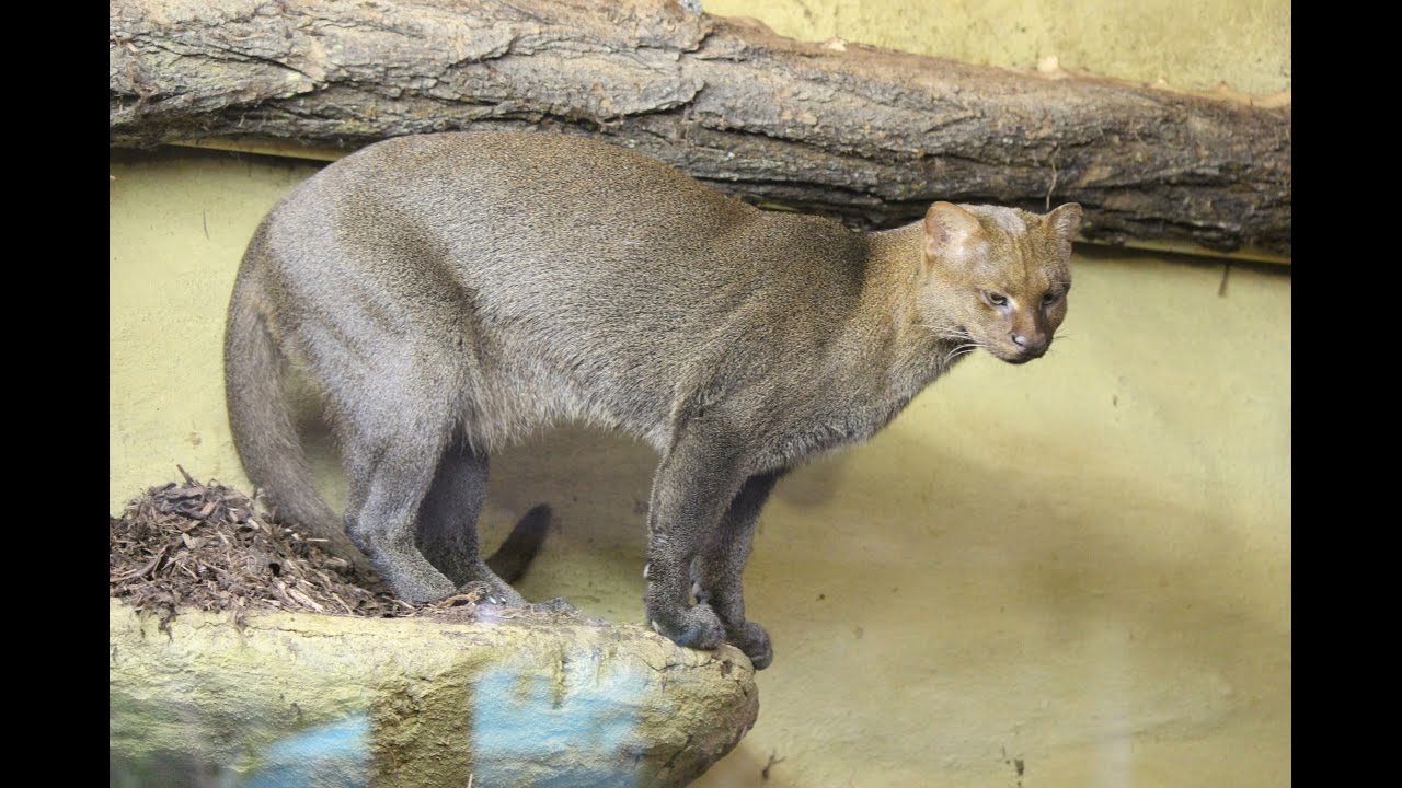 puma jaguarundi