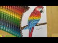 Dibujo de guacamaya con colores prismacolor premier. Macaw drawing with prismacolor premier colors